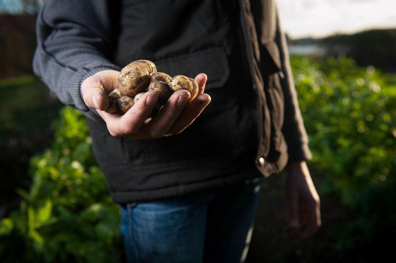 Bio Kartoffeln in der Hand