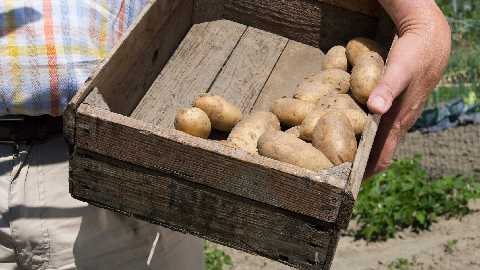Kartoffeln in Kiste